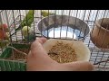 Cleaning of budgies Cage #viral #budgies #birds