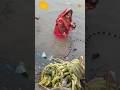 World&rsquo;s Deadliest Snake Meets a Fearless Lady During Chhath Puja! | Hydrophis belcheri
