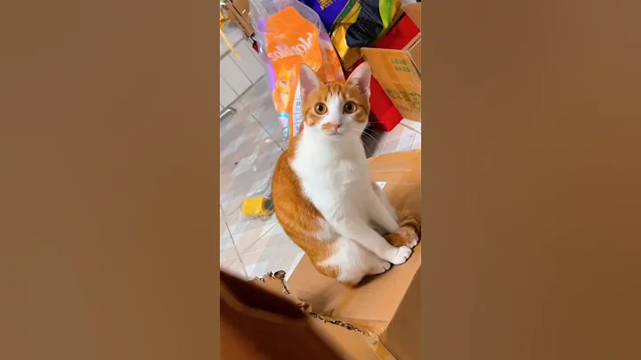 Video 11523561: cats funnycats funnycatvideos, laugh funnycats cat, laugh funny cat