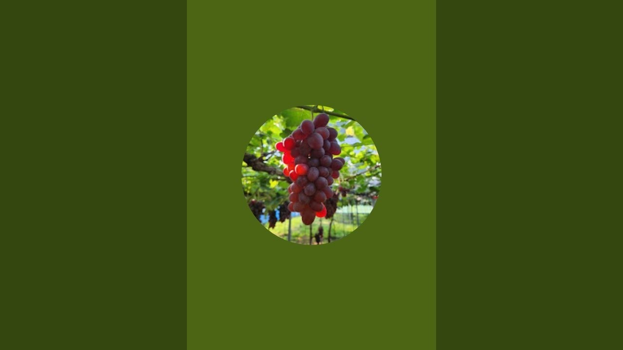 진화포도원  라이브 스트리밍 중