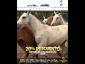 Exhibición de caballos Españoles y Frisones.