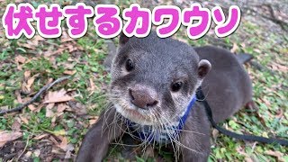 しゃもじが行く！