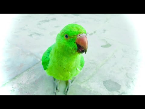 Ringneck Green Talking Parrot