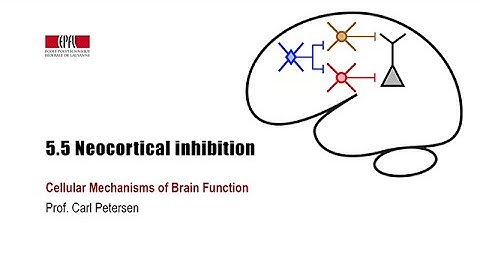 5.5 Neocortical inhibition