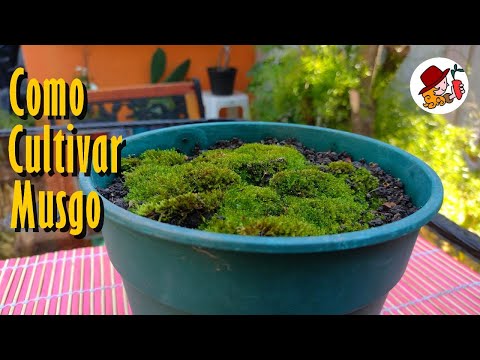 Video: Musgo en macetas: consejos para cultivar musgo en macetas