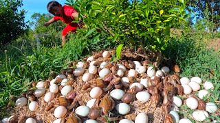 wow wow! in the morning a small farmer Harvest duck eggs and snails a lot under grass at field