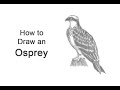 How to Draw an Osprey (Seahawk)