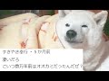 みんなの書いてくれたコメントを勝手に読み上げる柴犬