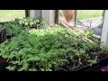 Tour of the Promiseland Farm's greenhouse transplants, spring 2015