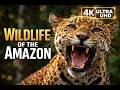 "4K Journey: Discover 30 Most Amazing Animals in the AMAZON"