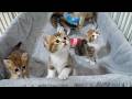 Cute kitten learning how to play with a toy from its mom...