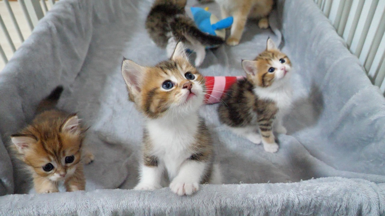 Cute kitten learning how to play with a toy from its mom...