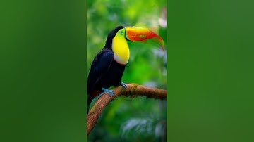 Exploring Stylization: Midjourney v5.1 Low vs. High on a Striking Toucan Photo (ChatGPT Prompt)