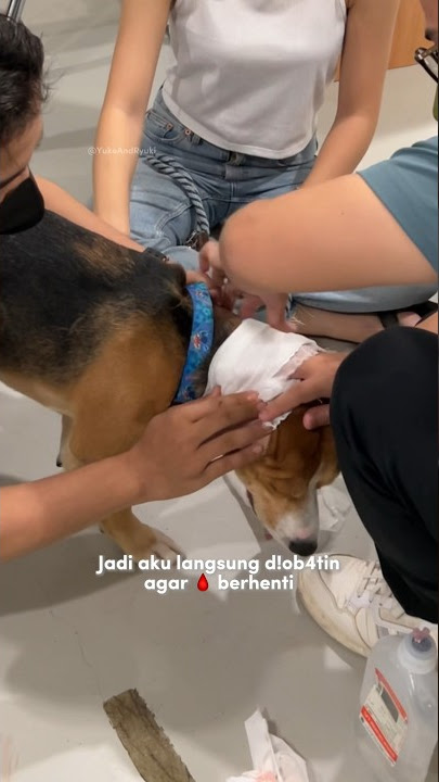 Ryuki had an accident🥺 Pray for him to get well soon🙏🏻 #shorts #cutedog