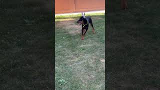 Doberman puppy, 3 months old!  #doberman #puppy #dog #viral #video