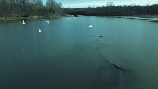 Run seagulls RUN!!! @themadpaddler9043