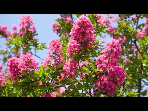 How to Care for Crape Myrtle