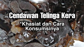 Cendawan Telinga Kera Khasiat Dan Cara Konsumsinya Youtube