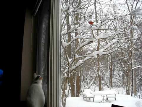 Red Cardinal Flying Into Window