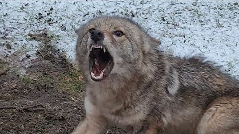 Catching Coyotes In Freezing Conditions #CoyoteTrapping#Duke Traps #RedFox #Aggressive Coyotes