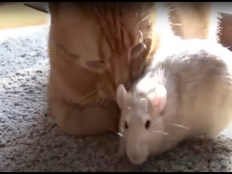 rat loves cat