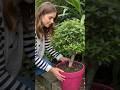 🌸 Amazing Pink Butterfly Plant in a Handmade Cement Planter! 🦋🪴#shorts#garden#new#tree #diytip#viral