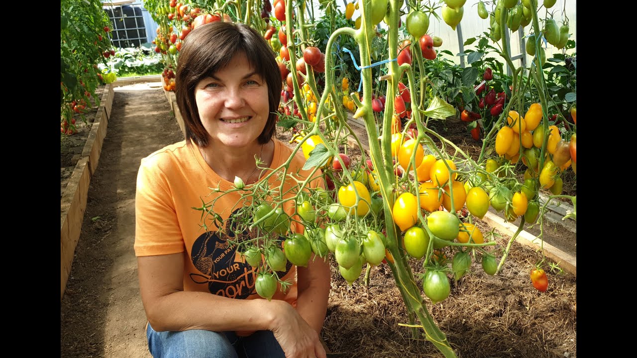 #13 Выбираем томаты для банки! Наша красивая коллекция томатов для любой консервации. 18.08.2024