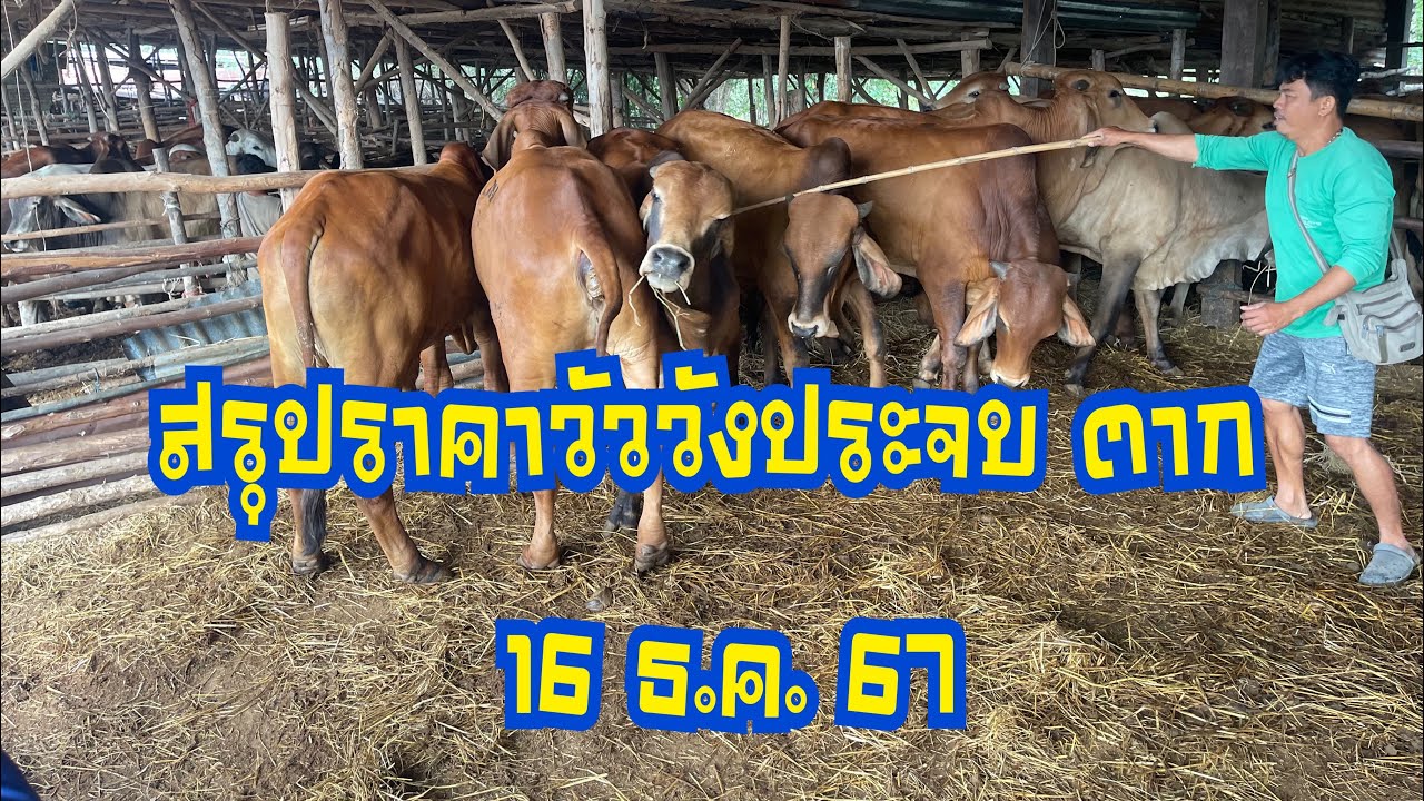สรุปราคาวัวตลาดนัดโค กระบือวังประจบ ตาก ( 16 ธันวาคม 2567 )
