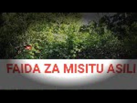 Video: Forest Mallow (picha 25): Maelezo Ya Mimea Ya Misitu Ya Misitu, Sheria Za Kukuza Mmea Wa Kudumu