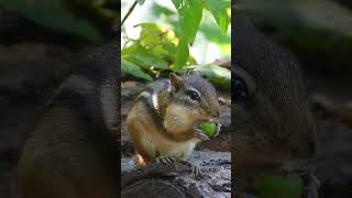 🐿 chipmunk enjoying acorn 🌰 #shorts #chipmunk