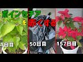 ポインセチアを赤くする方法  /  How to make a poinsettia turn red