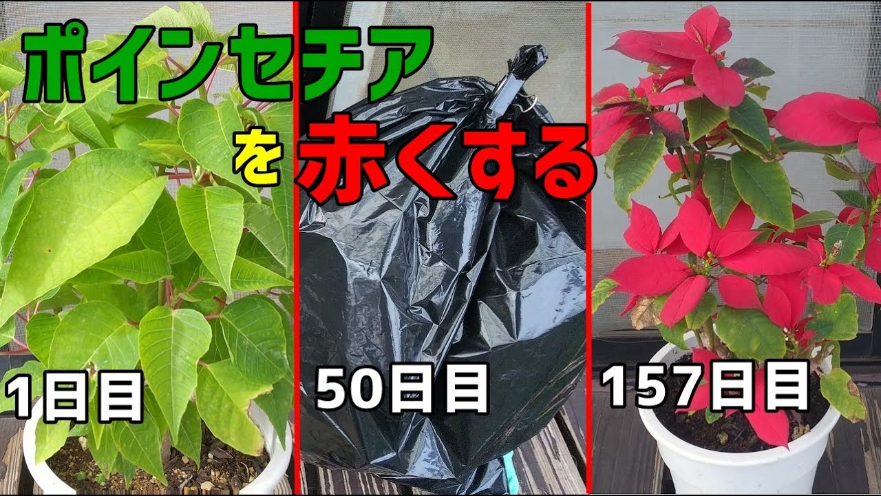 How To Make A Poinsettia Turn Red Youtube