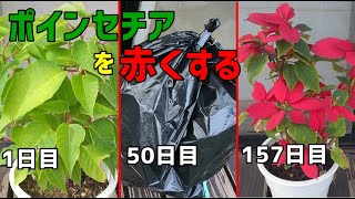 ポインセチアを赤くする方法  /  How to make a poinsettia turn red