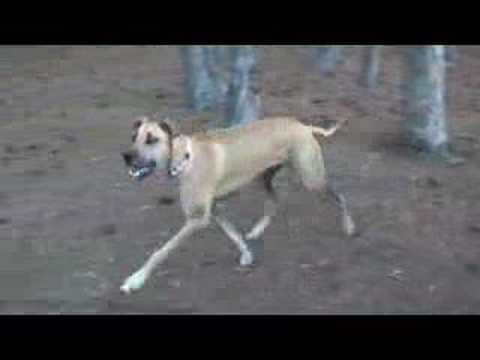 Great Danes Running and Swimming at the Park