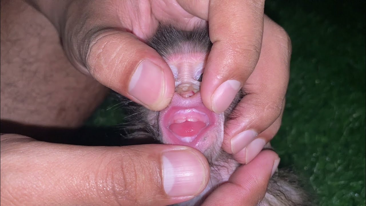 NEWBORN BABY MONKEY MILLIE STARTS TO GROW UPPER TEETH WHICH MAKES HER GUMS ITCHY