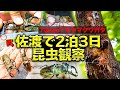 【2泊3日】巨大ミヤマクワガタの楽園 佐渡島で昆虫観察！