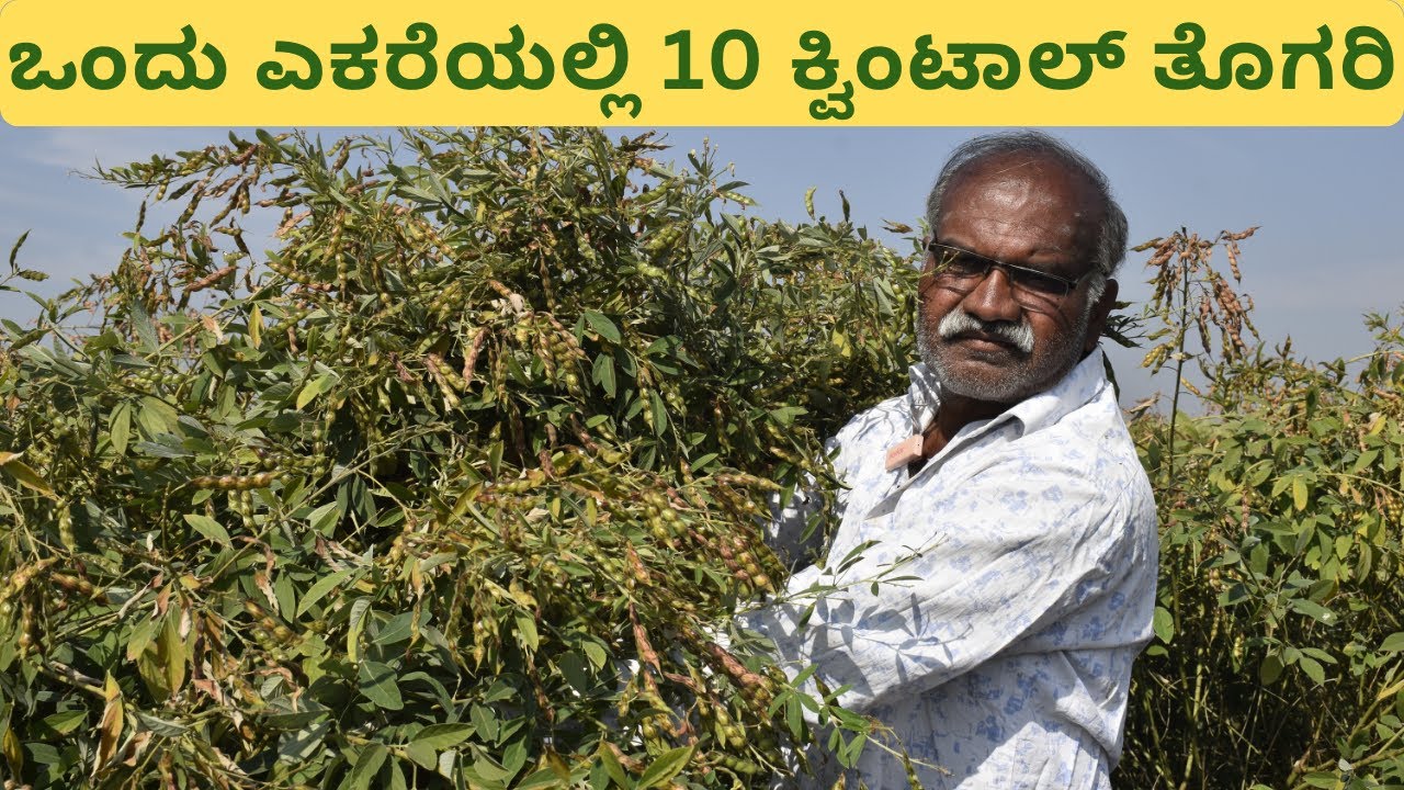 ಒಂದು ಎಕರೆಯಲ್ಲಿ10 ಕ್ವಿಂಟಾಲ್ ತೊಗರಿ #farming #redgram #agriculture #kannada #karnataka #viral #trending