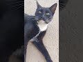 Кошка - аристократка #Природа#прикольные животные# коты#кошки# милота#funny #красота