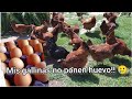 Por que mis gallinas no ponen huevo ?? 🤔