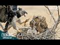Great Horned Owl: 70 Days From Egg to Survivor | Cinematic Wildlife Story