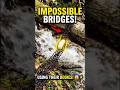 Ants Build Impossible Bridges… Using Their Bodies! 😱⚡ #nature #biology #insects #facts #wildlife