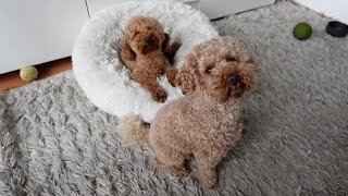 OUR WEEK FILLED WITH DOGSITTING TOYPOODLES IN AMSTERDAM | HIU KWAN CHUNG #5