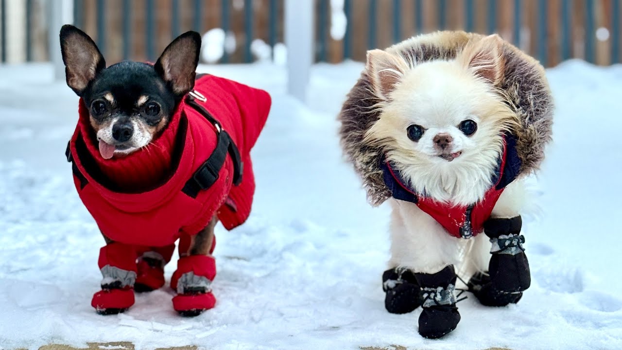 Tiny Chihuahua Winter Boots Challenge - Will These Stay On?