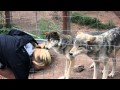 Colorado Wolf and Wildlife Center tour 8-2-13