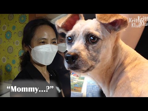 Video: Mantan Anjing Penjaga Yang Hidungnya Dipotong Menemukan Keluarga Asuh Yang Membawakannya Dengan Cinta