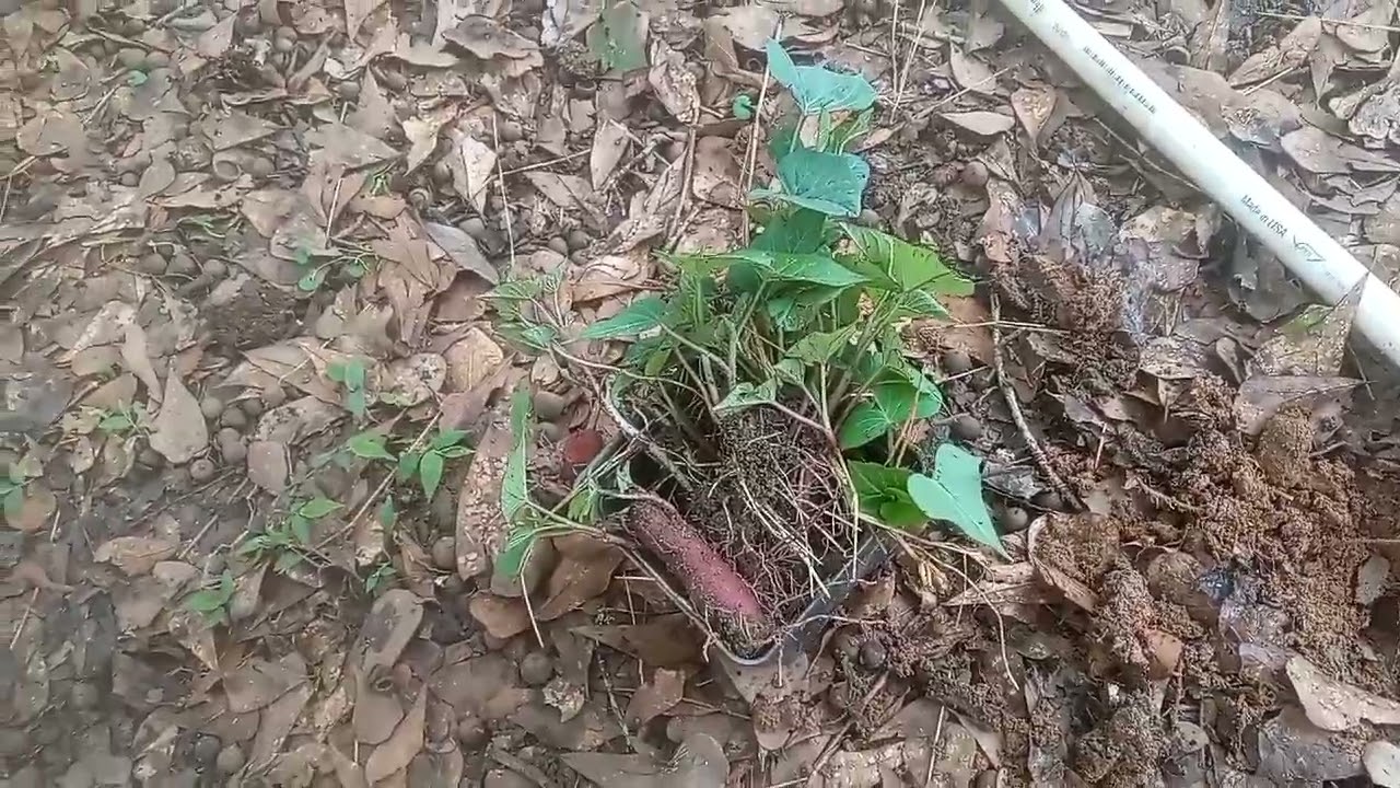 Perennial Sweet Potatoes In Zone 8b YouTube