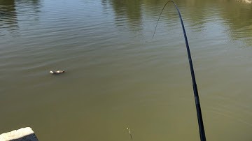 Câu Cá Chốt Sông , Cá Kéo Mất Phao