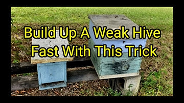 Build Up Weak Hive Fast With This Trick