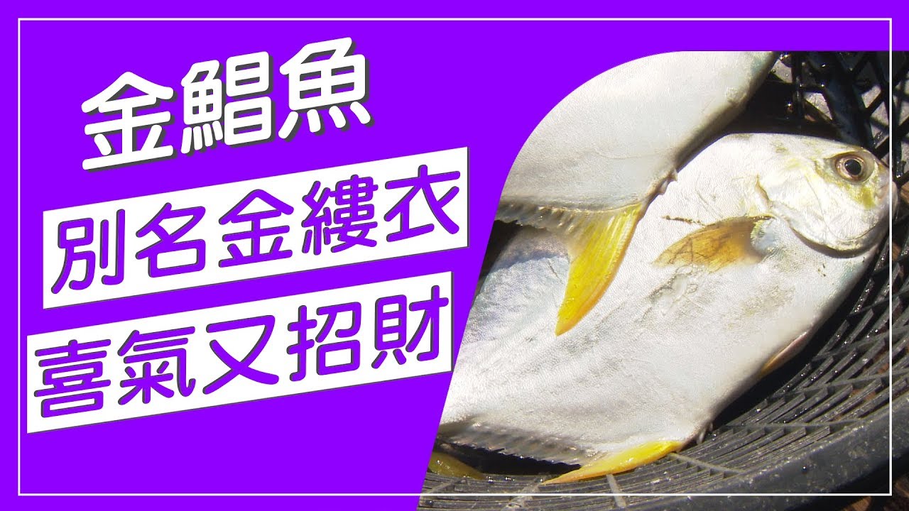 金縷衣又叫金鯧魚 名字超喜氣 身上有金黃花紋 富貴滿滿會招財 吃魚年年有餘 家庭 事業萬事都昌隆 你吃鯧魚了嗎 水產養殖真有趣 Youtube