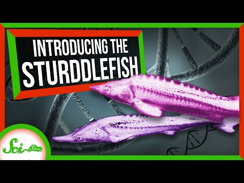 This Sturgeon-Paddlefish Hybrid Shouldn't Exist | SciShow News